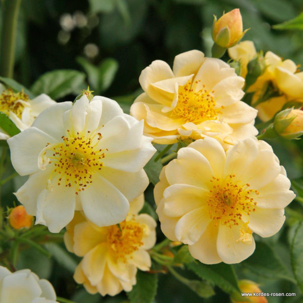 SUNNY SILUETTA® SUNNY SILUETTA®